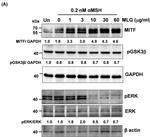 ERK1/ERK2 Antibody in Western Blot (WB)