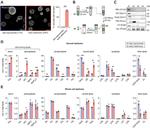 PMA1 Monoclonal Antibody (40B7)