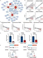 FGF10 Antibody in Western Blot (WB)