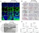 Claudin 11 Antibody in Western Blot, Immunohistochemistry (WB, IHC)
