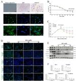 Claudin 11 Antibody in Western Blot (WB)
