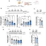 VE-cadherin Antibody in Western Blot (WB)