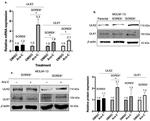 ULK2 Antibody in Western Blot (WB)