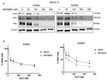 ULK2 Antibody in Western Blot (WB)