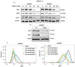 ULK2 Antibody in Western Blot (WB)