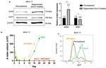ULK2 Antibody in Western Blot (WB)