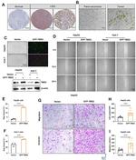 TMX2 Antibody in Immunohistochemistry (IHC)
