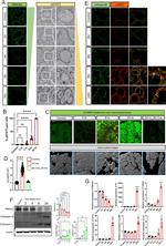 PMCA2 ATPase Antibody in Western Blot (WB)