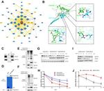 RNF183 Antibody in Western Blot (WB)