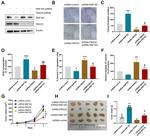 FBXO5 Antibody in Western Blot (WB)