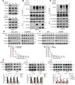 BTRC Antibody in Western Blot (WB)