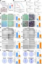 ST3GAL4 Antibody in Immunohistochemistry (IHC)