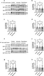 PGAM2 Antibody in Western Blot (WB)