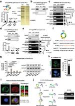 hnRNP D Antibody in Western Blot (WB)