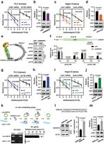 hnRNP D Antibody in Western Blot (WB)