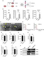 CD9 Antibody in Western Blot (WB)
