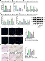 IL-22 Antibody in Western Blot (WB)