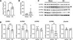 S1P1 Antibody in Western Blot (WB)