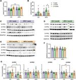 S1P1 Antibody in Western Blot (WB)