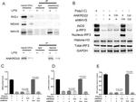 ANKRD22 Antibody in Western Blot (WB)