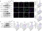NLRP3 Antibody in Western Blot (WB)