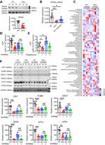 PPAR gamma Antibody in Western Blot (WB)