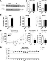 GAPDH Antibody in Western Blot (WB)