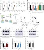 CD162 Antibody in Western Blot (WB)