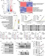 GILZ Antibody in Western Blot (WB)