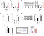 NAMPT Antibody in Western Blot (WB)