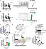 Vinculin Antibody in Western Blot (WB)