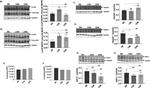 FBXW7 Antibody in Western Blot (WB)