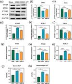 ACSL4 Antibody in Western Blot (WB)