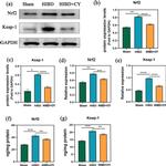 Nrf2 Antibody in Western Blot (WB)