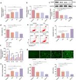 Apelin Antibody in Western Blot (WB)