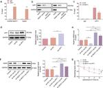 Apelin Antibody in Western Blot (WB)