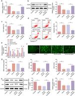 HO-1 Antibody in Western Blot (WB)