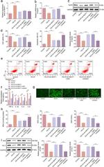 HO-1 Antibody in Western Blot (WB)