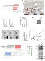 CRMP5 Antibody in Immunohistochemistry (IHC)