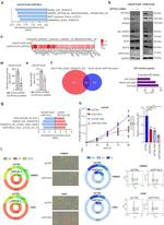 CRMP5 Antibody in Western Blot (WB)