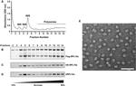 RPL10A Antibody in Western Blot (WB)