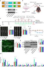 MFGE8 Antibody in Western Blot (WB)