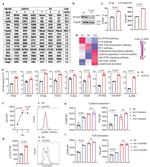 PCMTD2 Antibody in Western Blot (WB)