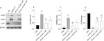 CLPP Antibody in Western Blot (WB)