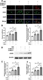 cGAS Antibody in Western Blot (WB)