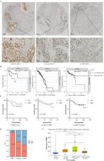 CYB561 Antibody in Immunohistochemistry (IHC)