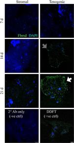 Fibromodulin Antibody in Immunohistochemistry (IHC)