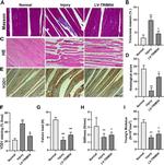 YOD1 Antibody in Immunohistochemistry (IHC)