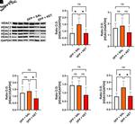 HDAC1 Antibody in Western Blot (WB)