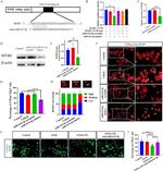 beta Actin Antibody in Western Blot (WB)
